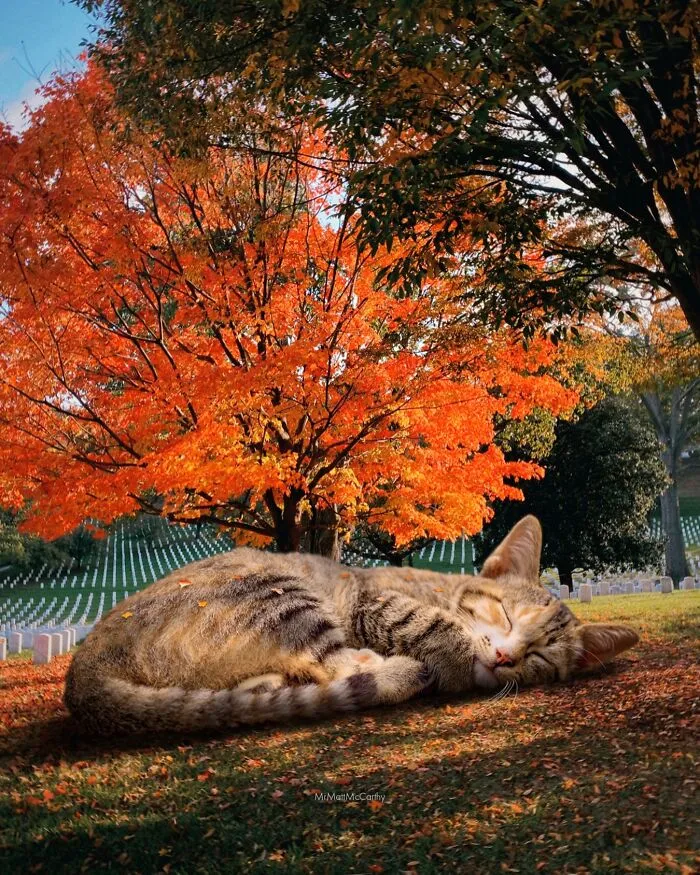 This Artist Continues His Giant-Cat Takeover With 30 New Surreal Digital Collages