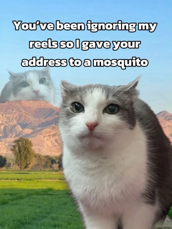 47 Hilarious Cat Memes That Turn Everyday Feline Drama Into Purrfect Comedy