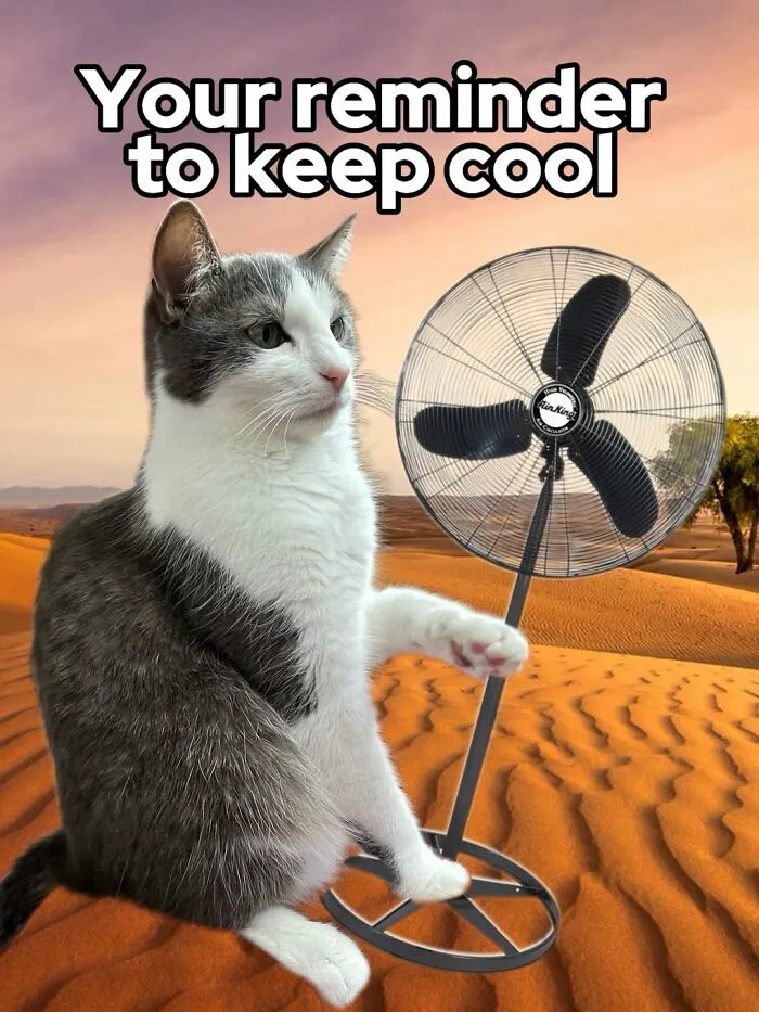 47 Hilarious Cat Memes That Turn Everyday Feline Drama Into Purrfect Comedy