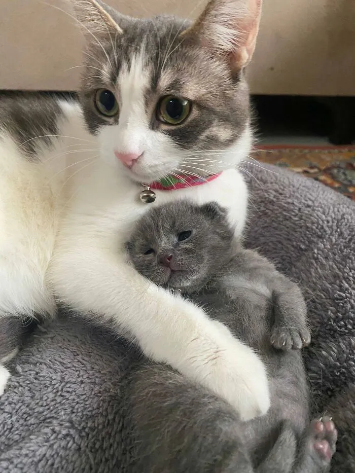 33 Fotos de gatos tan adorables como divertidas para sacarte una sonrisa