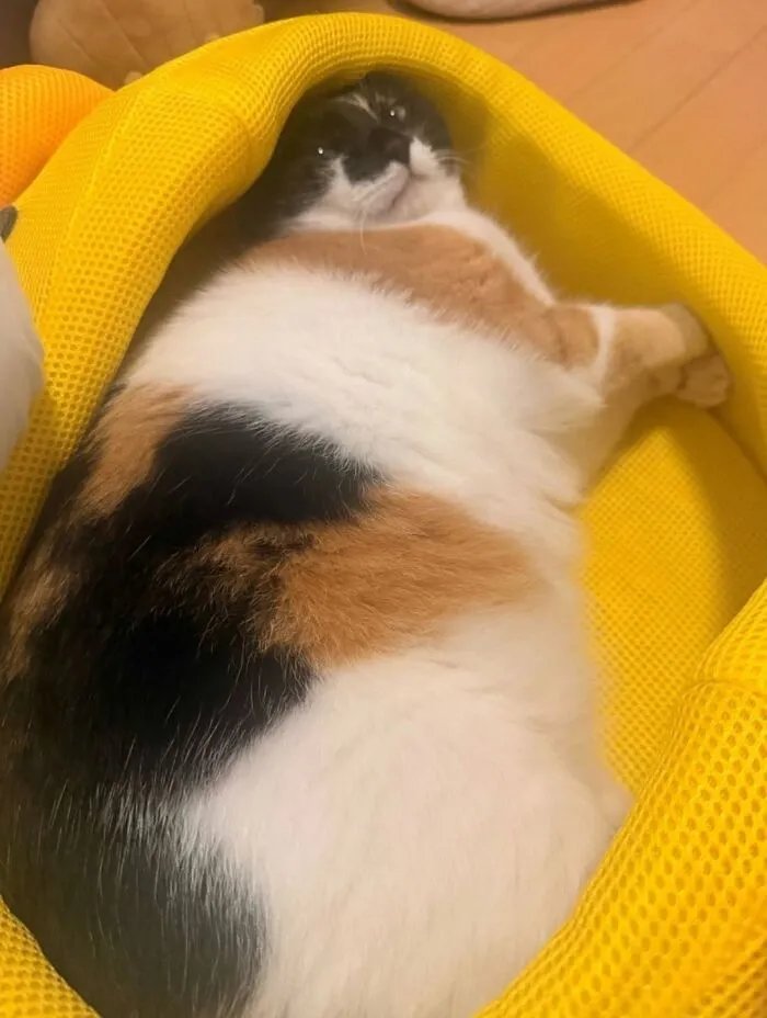 A cute cat photo of a calico cat comfortably napping in a yellow bed.