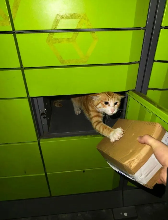 A funny cat photo of an orange tabby cat reaching out of a locker for a package.