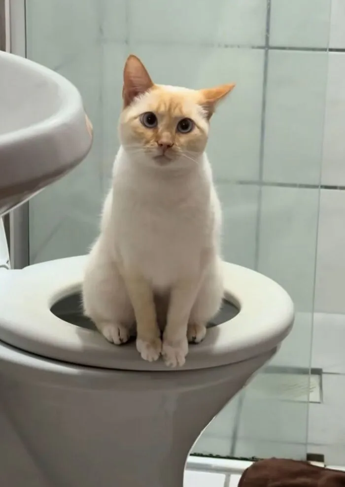 A funny cat photo of a light-colored cat with blue eyes sitting upright on a toilet seat in a bathroom.