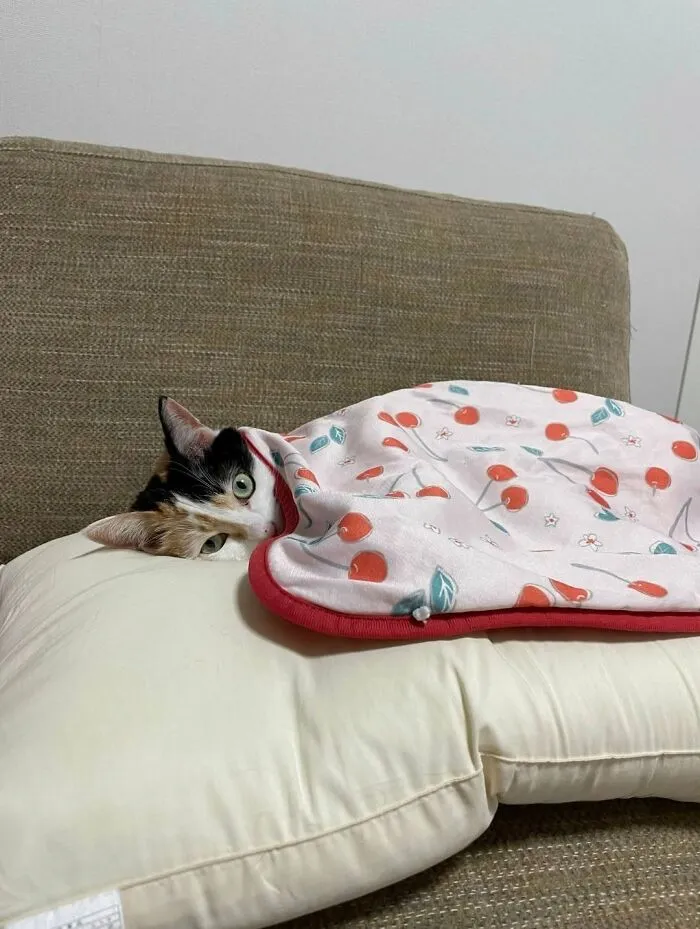 A cute cat photo of a calico cat peeking out from under a cherry-patterned blanket on a pillow.