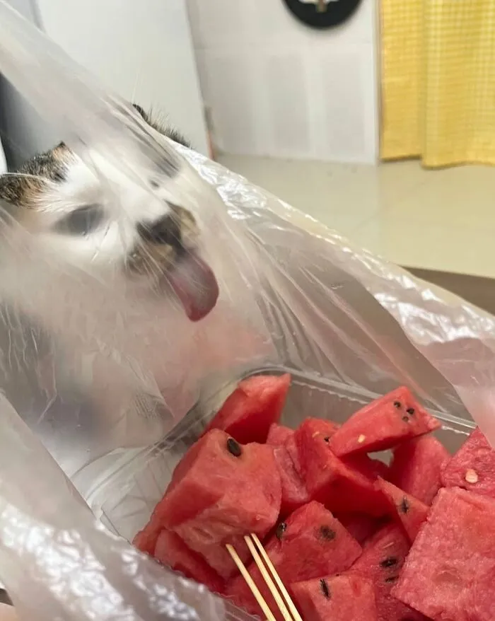 A cute cat photo of a cat with its tongue out, looking at a bag of watermelon.