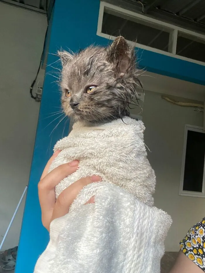 33 Fotos de gatos tan adorables como divertidas para sacarte una sonrisa