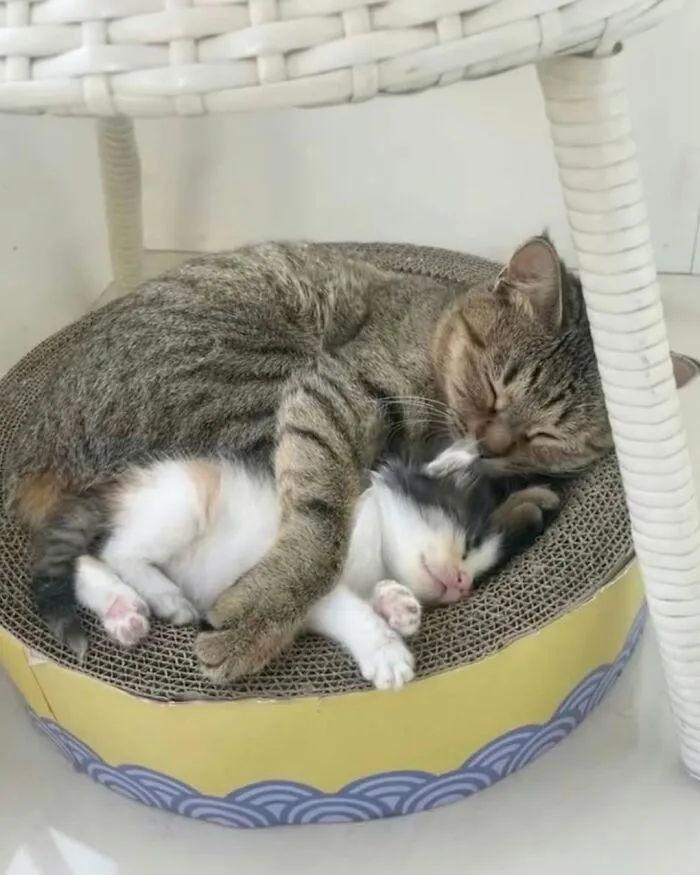A tender moment between a cute cat and kitten, both fast asleep in a cozy cat bed, embodying funny cat photos.