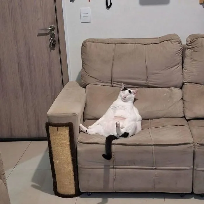 A funny cat lounging on a beige couch, looking like it's deep in thought, showcasing funny cat photos.