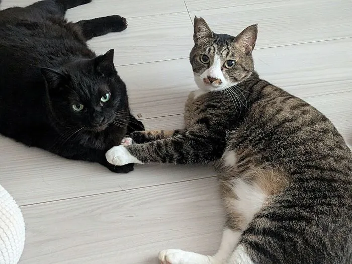 Two funny cat photos, a black cat and a tabby cat, sitting together with their paws touching.