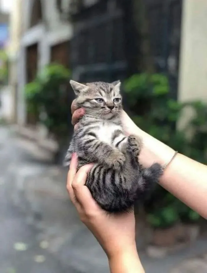 A pair of hands gently holding a small, cute cat with tabby markings, looking sleepy and funny.