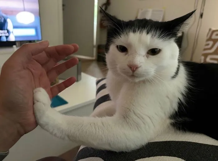A funny, cute cat with black and white fur, reaching out its paw to a human hand, making you smile today.