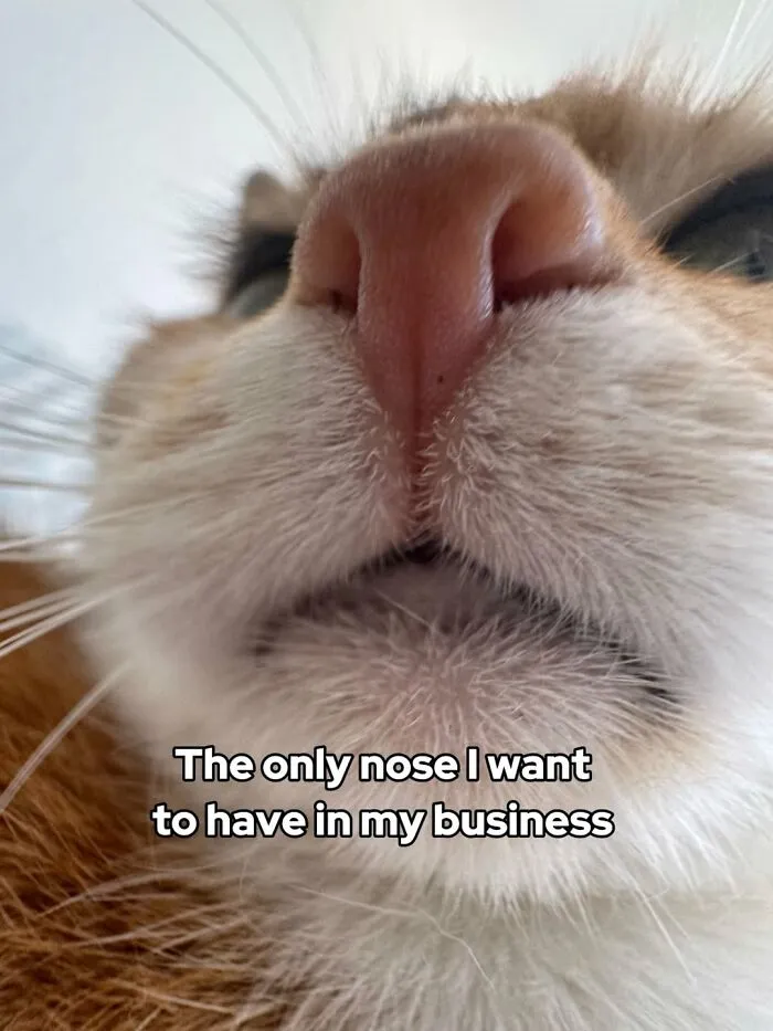 47 Hilarious Cat Memes That Turn Everyday Feline Drama Into Purrfect Comedy