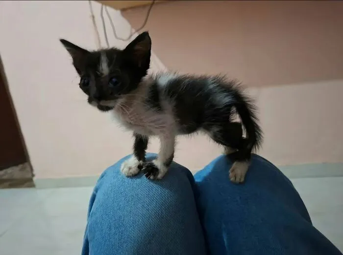 A funny, cute tiny kitten standing on a person's knees, making you smile today.