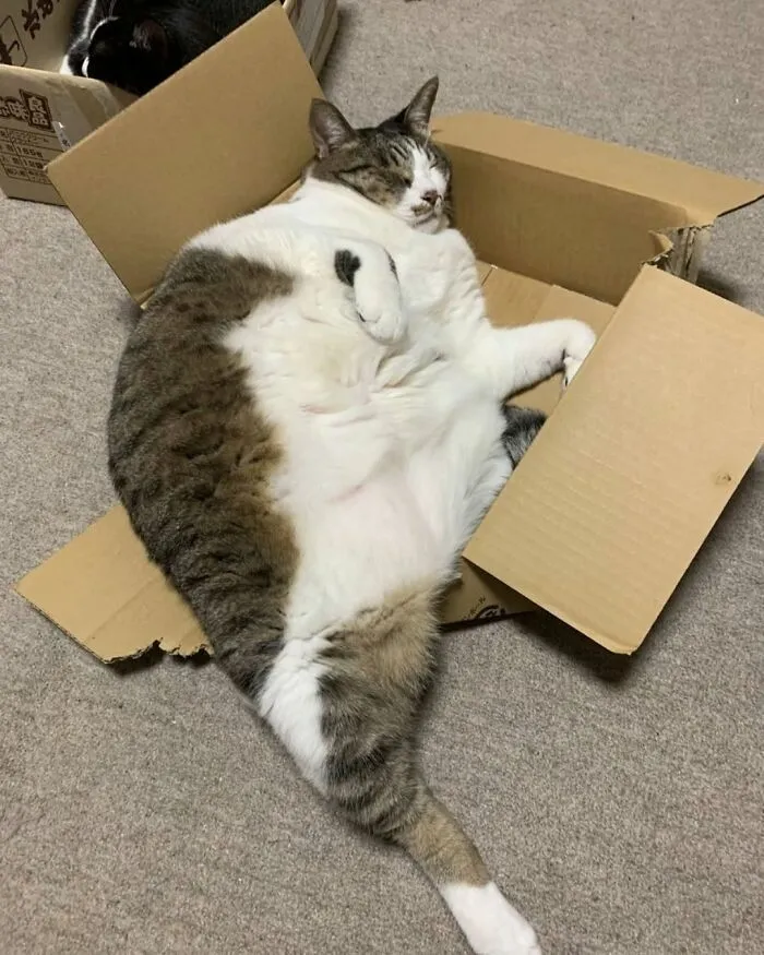 An overweight, funny and cute cat sleeping on its back in a cardboard box with its belly exposed.