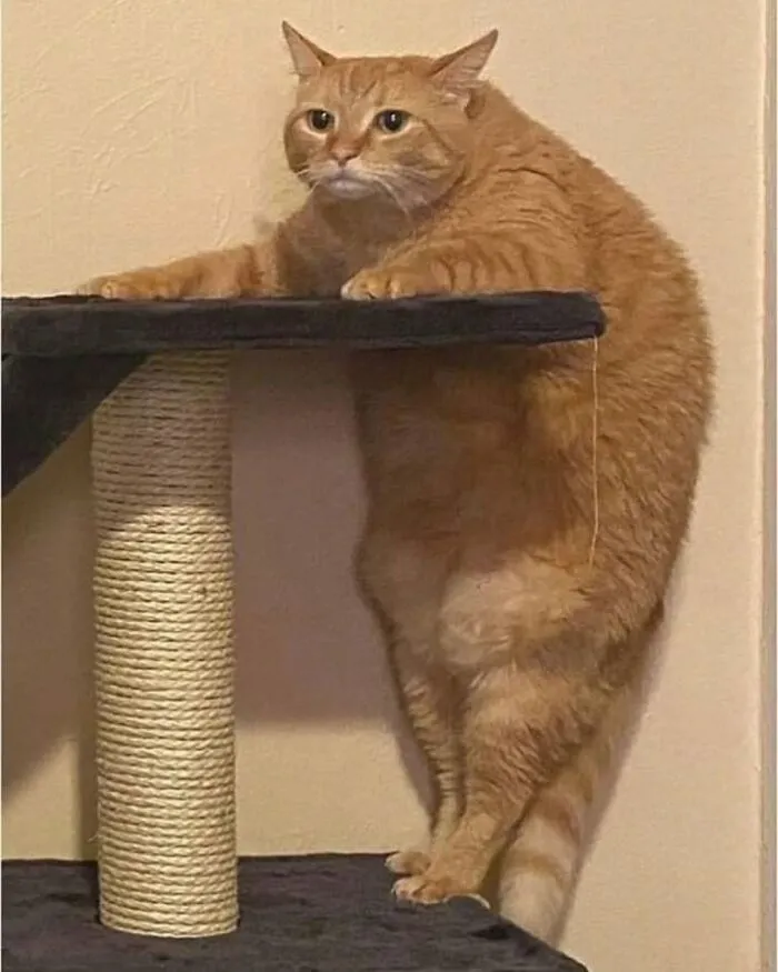 A funny and cute ginger cat standing on its hind legs, leaning on a cat tree with an unusual posture.