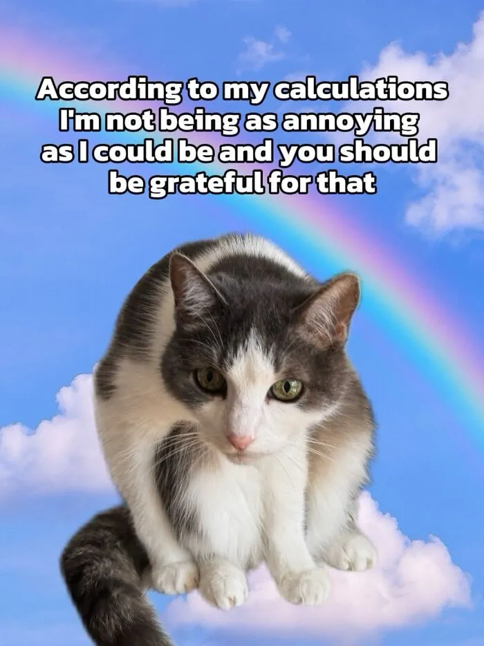 47 Hilarious Cat Memes That Turn Everyday Feline Drama Into Purrfect Comedy