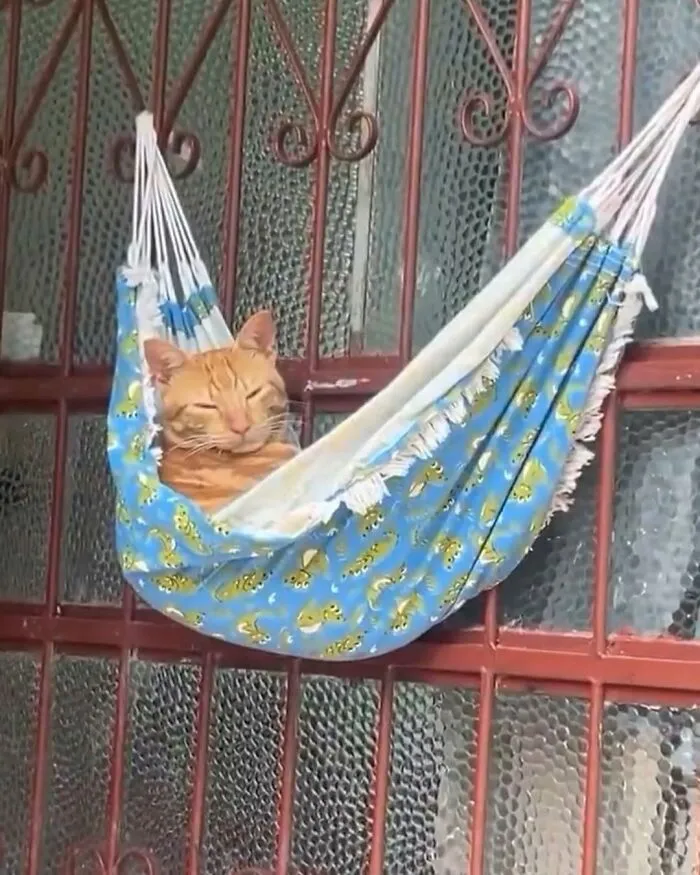 33 Fotos de gatos tan adorables como divertidas para sacarte una sonrisa