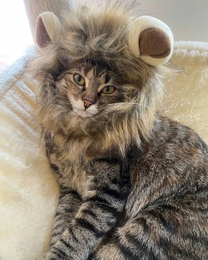 A funny cat with tabby fur wearing a lion's mane costume, looking directly at the camera with a cute expression, a funny cat photo.