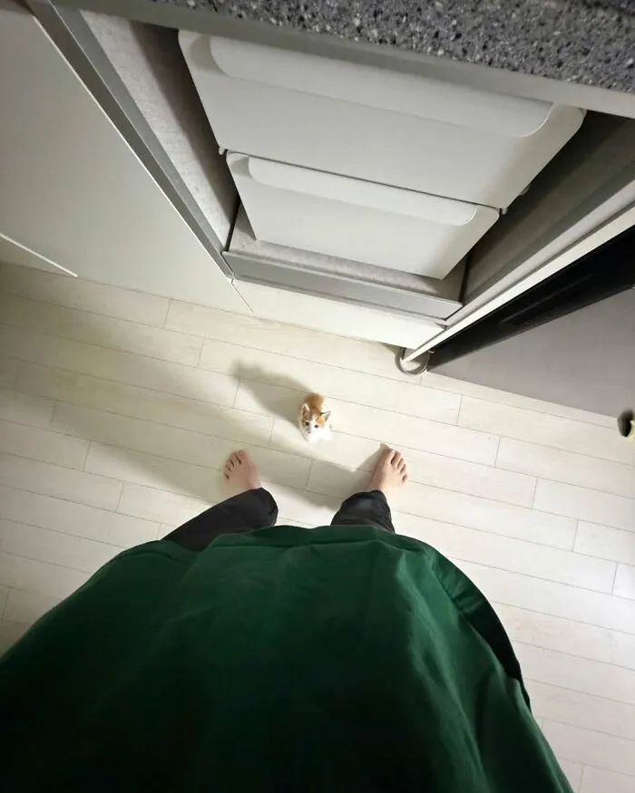 33 Fotos de gatos tan adorables como divertidas para sacarte una sonrisa