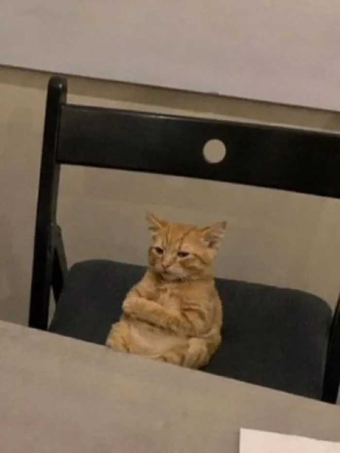 A funny, cute cat sitting on a chair with its arms crossed, looking grumpy and making you smile today.