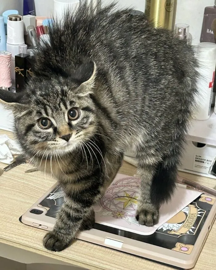 Funny cat photo of a startled tabby kitten with puffed fur standing on a tablet, looking cute.