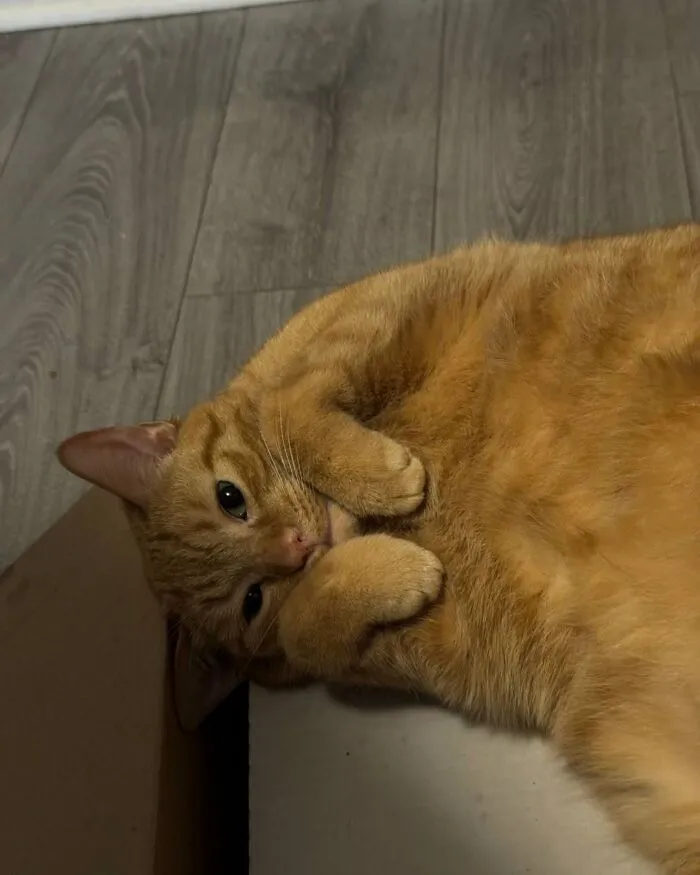33 Fotos de gatos tan adorables como divertidas para sacarte una sonrisa