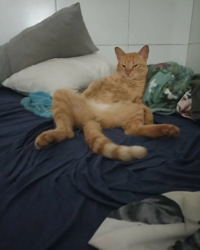 An orange cat sits upright on a bed like a human, looking funny and cute.