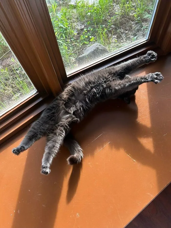 33 Fotos de gatos tan adorables como divertidas para sacarte una sonrisa