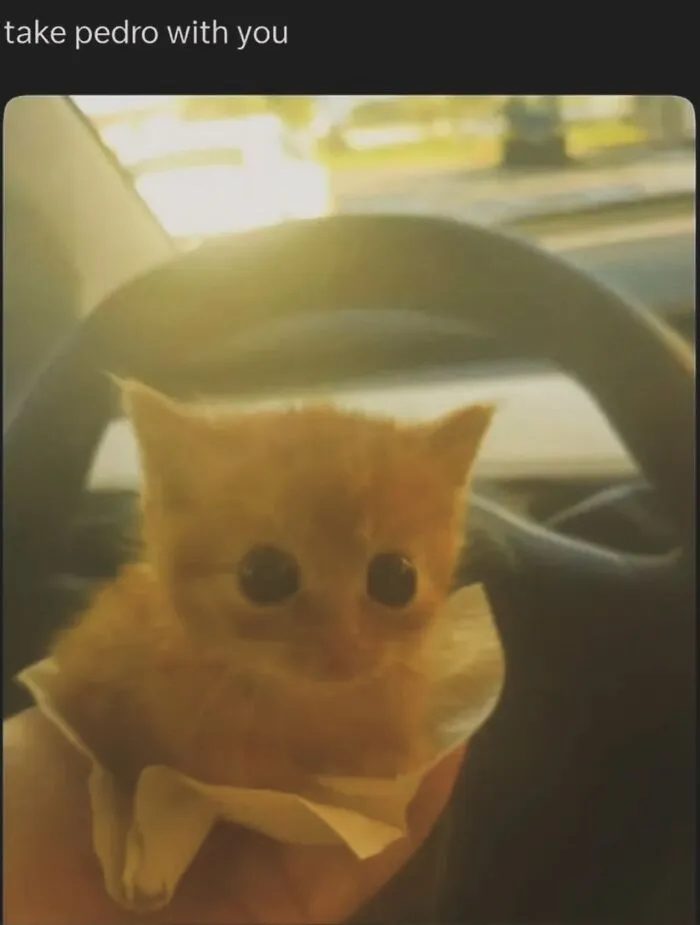 50 Funny Cat Memes That Prove Life Is Better When Cats Are Being Weird