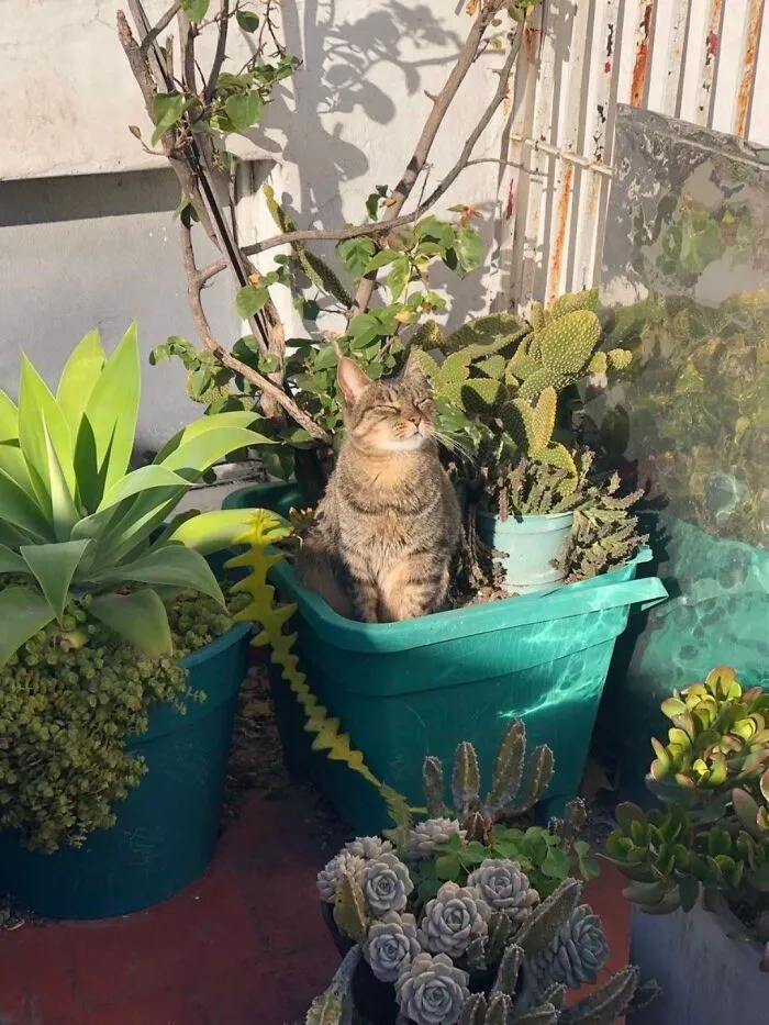 33 Fotos de gatos tan adorables como divertidas para sacarte una sonrisa