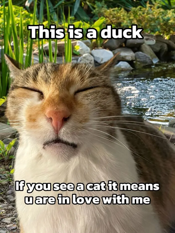 47 Hilarious Cat Memes That Turn …