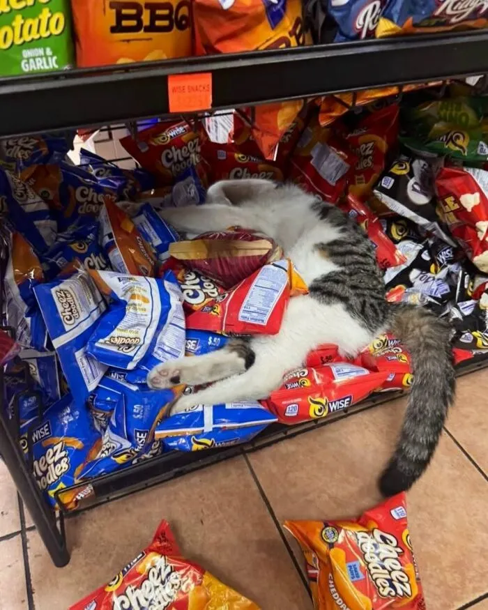 A funny cat photo of a tabby and white cat playfully buried in a pile of snack bags on a store shelf.