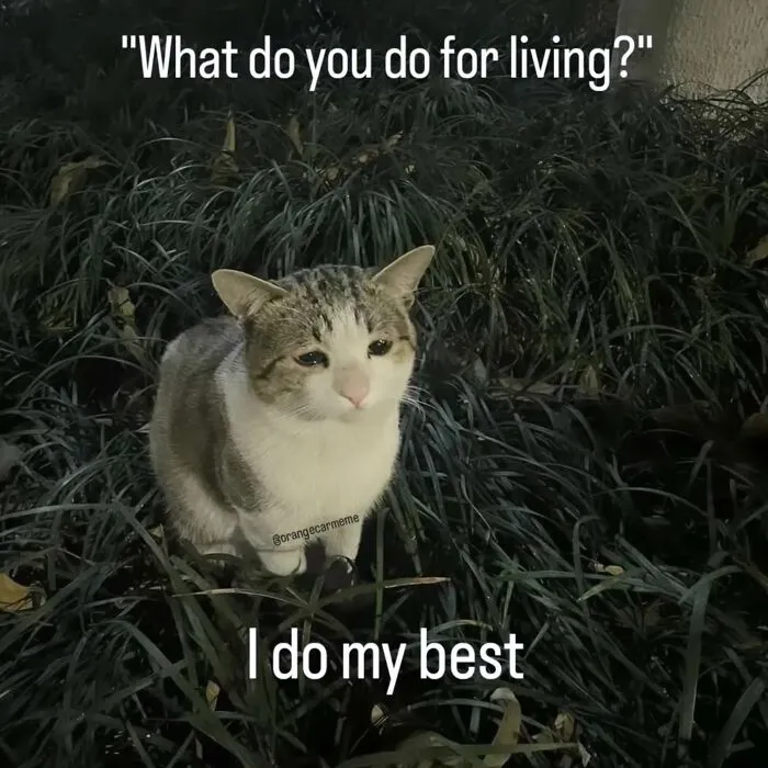 50 Funny Cat Memes That Prove Life Is Better When Cats Are Being Weird