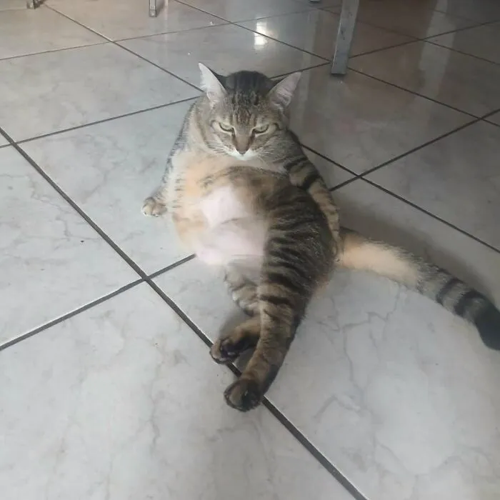Funny cat photo of a tabby cat sitting like a human on the floor, looking cute and relaxed.