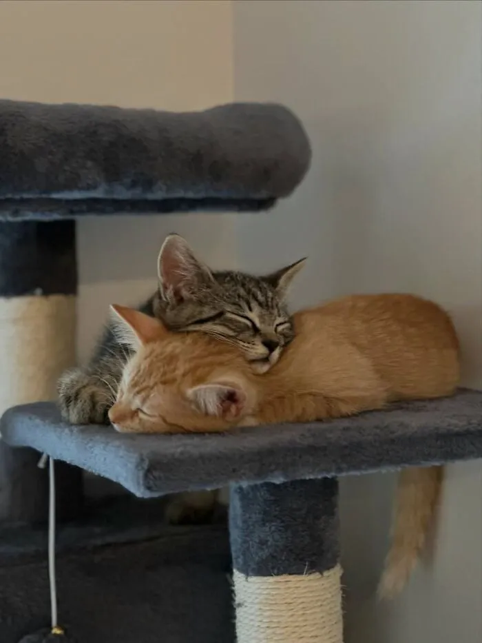 Two cute cat photos: a tabby and an orange kitten napping peacefully, snuggled together on a gray cat tree.