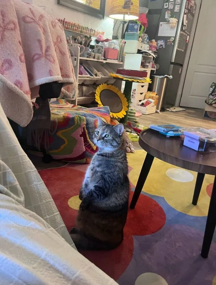 A funny cat sitting upright on a colorful rug, looking alert and curious, ready for new pics.