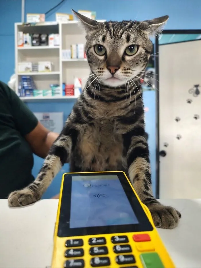 A cute cat with tabby fur stands on its hind legs behind a yellow card reader, looking at the camera.