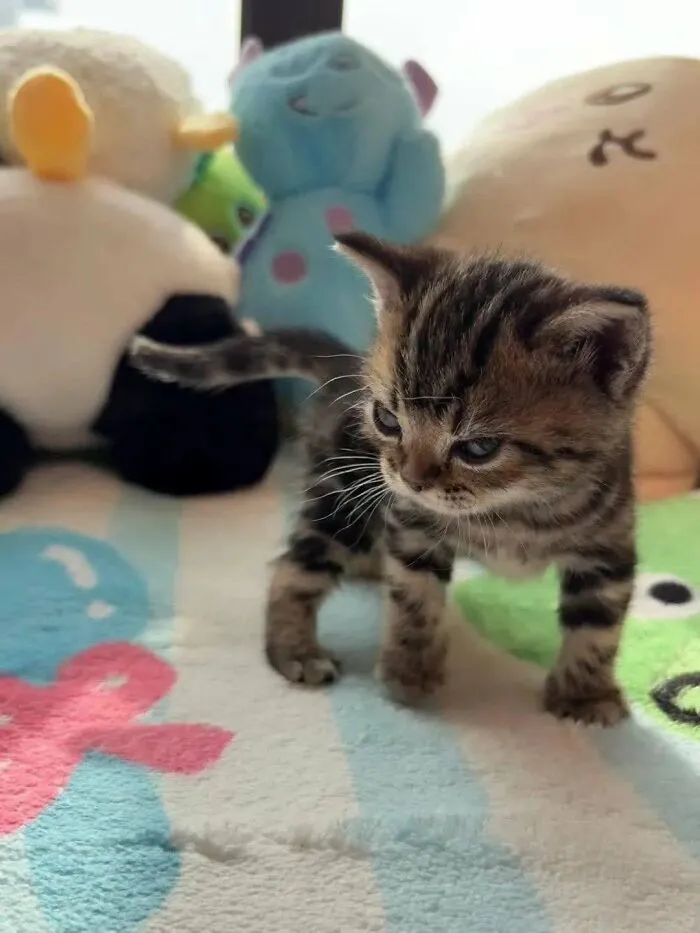 33 Fotos de gatos tan adorables como divertidas para sacarte una sonrisa