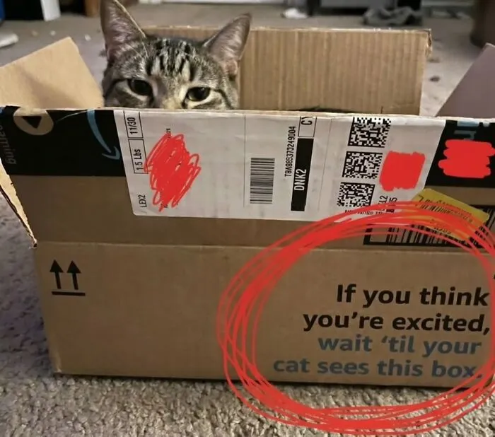 50 Funny Cat Memes That Prove Life Is Better When Cats Are Being Weird