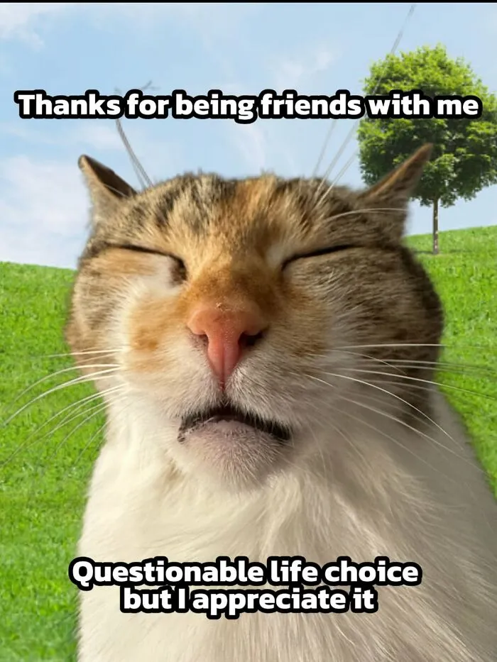 47 Hilarious Cat Memes That Turn …