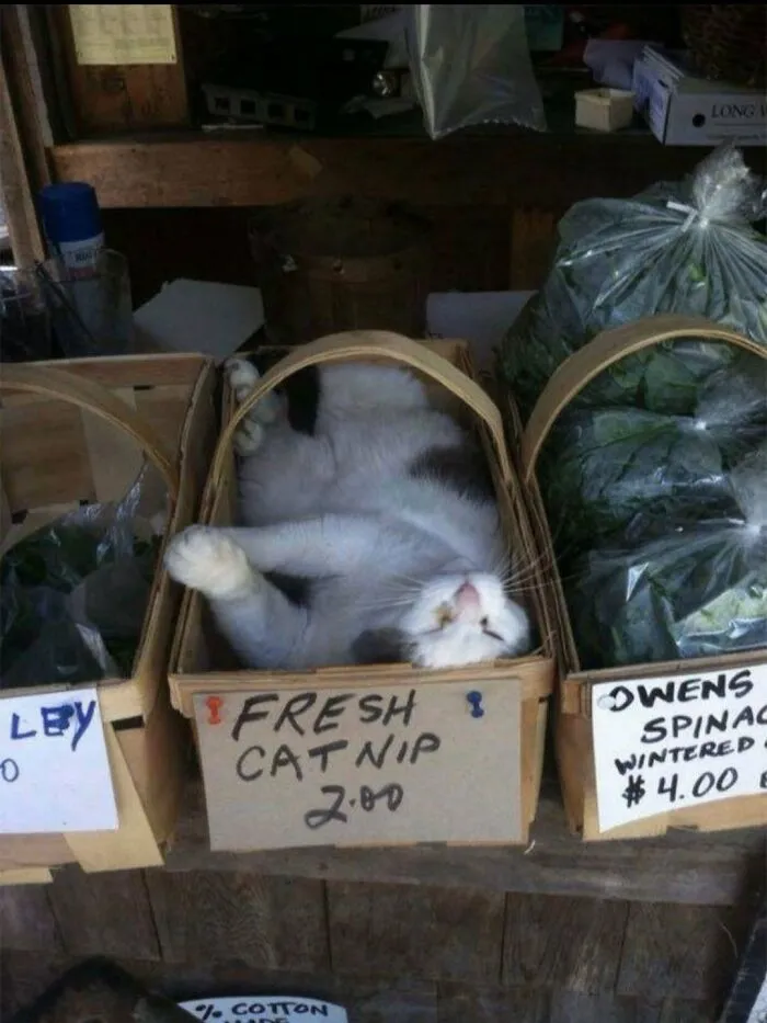Funny cat photos: A cat sleeping in a basket of fresh catnip, creating funny and cute cat photos.