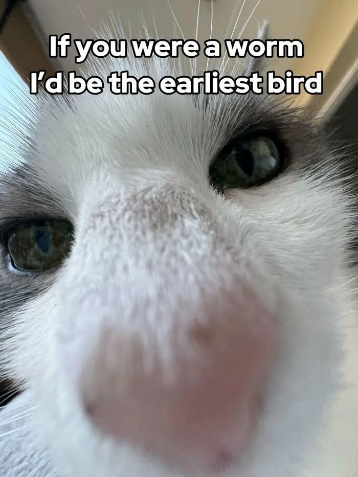 47 Hilarious Cat Memes That Turn Everyday Feline Drama Into Purrfect Comedy