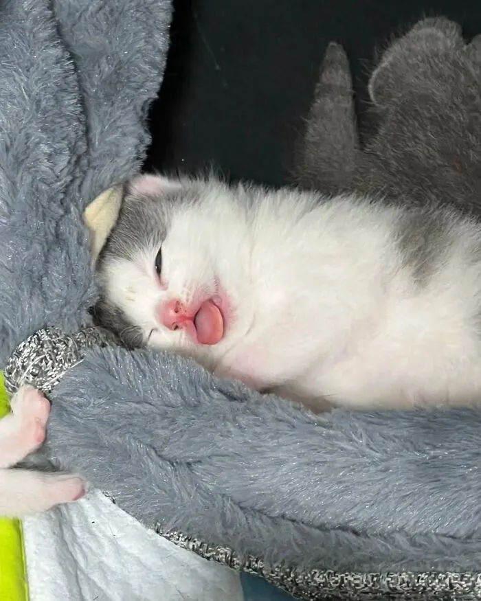33 Fotos de gatos tan adorables como divertidas para sacarte una sonrisa