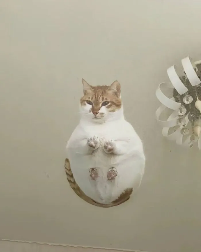 Funny cat photos: A chubby cat sitting on a glass table, showcasing funny and cute cat photos.