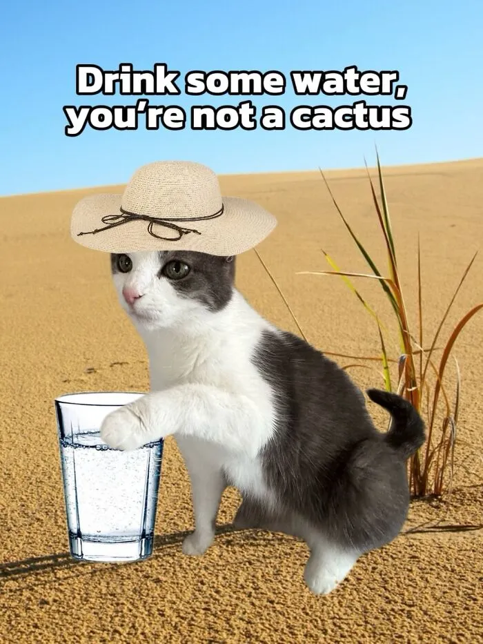 47 Hilarious Cat Memes That Turn Everyday Feline Drama Into Purrfect Comedy