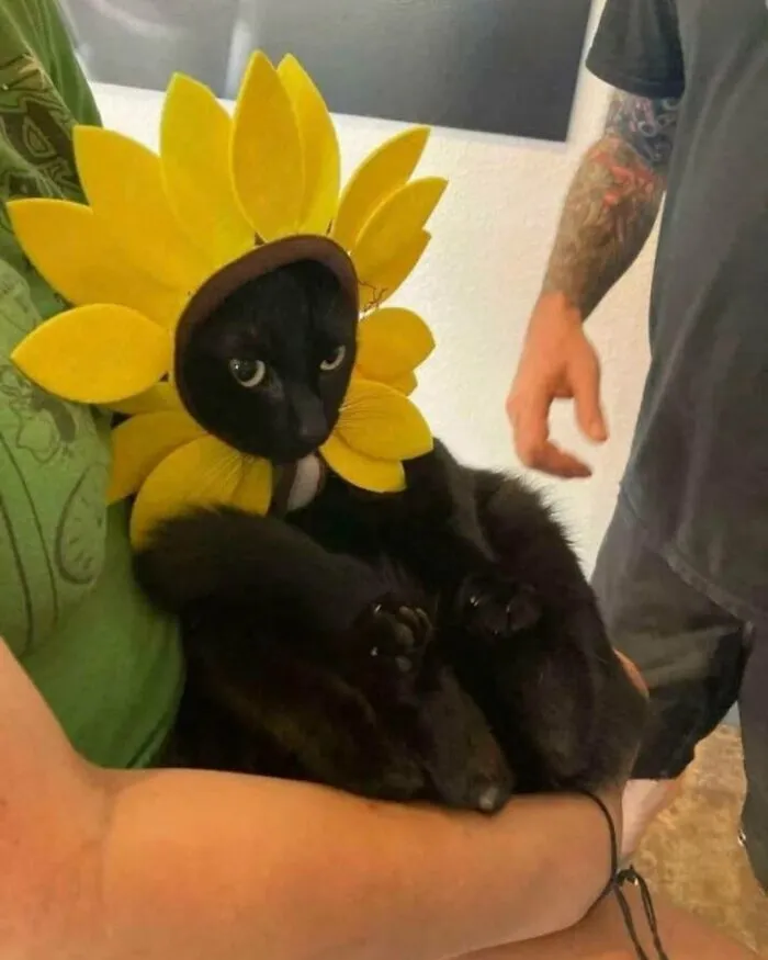 Cute cat photos: A cat wearing a sunflower costume, captured in one of the funny and cute cat photos.