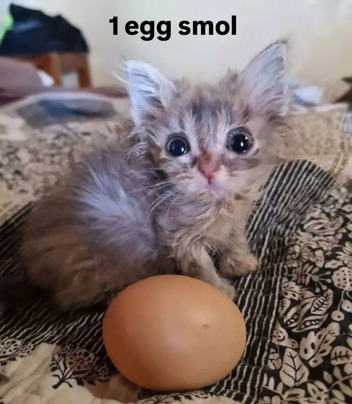 50 Funny Cat Memes That Prove Life Is Better When Cats Are Being Weird