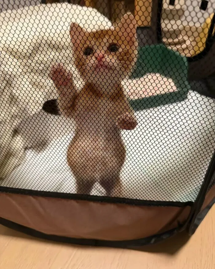 Cute cat photos: A small kitten in a playpen, featured in funny and cute cat photos.