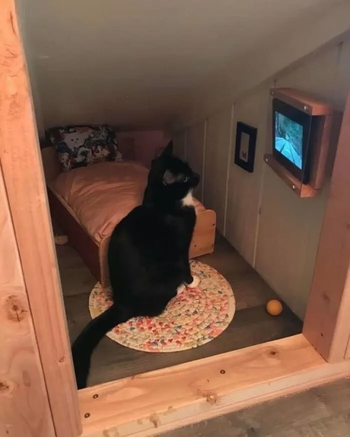 Funny cat photos: A cute cat watching TV in a cozy room, making for funny and cute cat photos.
