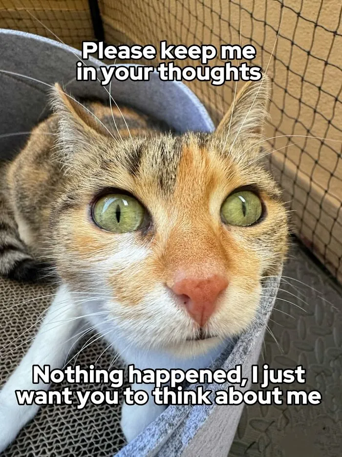 47 Hilarious Cat Memes That Turn Everyday Feline Drama Into Purrfect Comedy